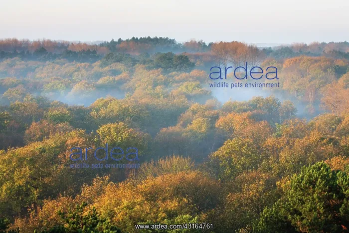 : Mist in mixed coniferous and deciduous forest in autumn colors : Mist in mixed coniferous and deciduous forest in autumn colors