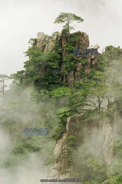 : Mist among the peaks and valleys of Grand : Mist among the peaks and valleys of Grand
