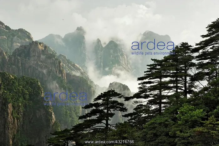 : Mist among the peaks and valleys of Grand : Mist among the peaks and valleys of Grand