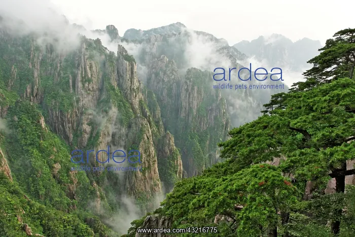 : Mist among the peaks and valleys of Grand : Mist among the peaks and valleys of Grand
