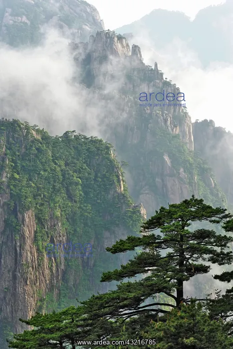 : Mist among the peaks and valleys of Grand : Mist among the peaks and valleys of Grand