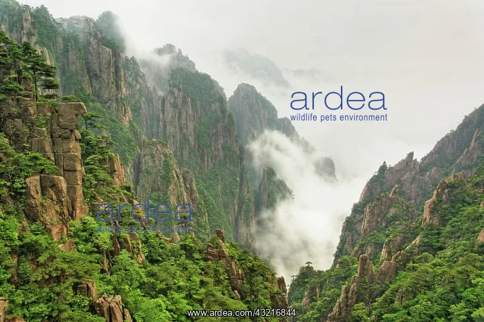 : Mist among the peaks and valleys of Grand : Mist among the peaks and valleys of Grand
