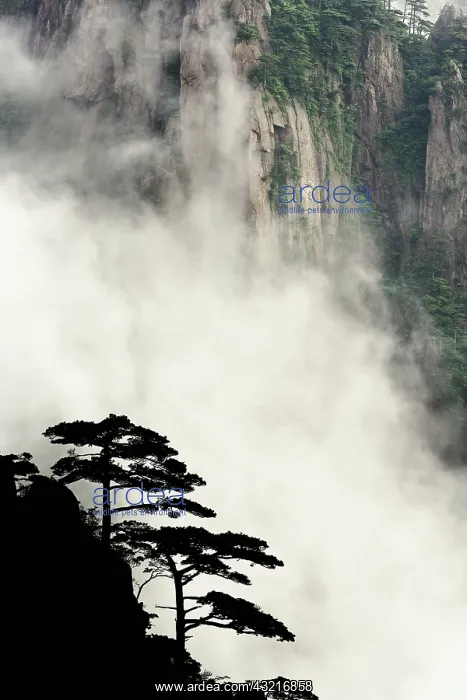 : Mist among the peaks and valleys of Grand : Mist among the peaks and valleys of Grand