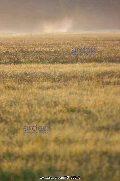 : Mist rises over a stream in a meadow : Mist rises over a stream in a meadow