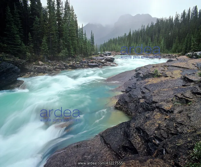 : The Mistaya River in Banff National Park : The Mistaya River in Banff National Park