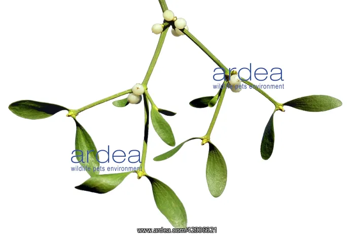 : Misteltoe - Detailed study of ripe berries and leaves : Misteltoe - Detailed study of ripe berries and leaves