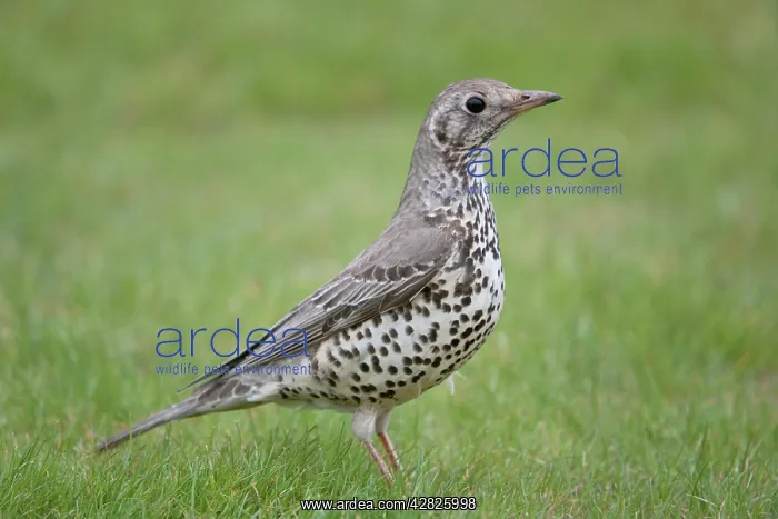: Mistle Thrush : Mistle Thrush