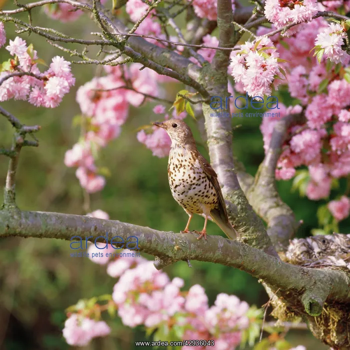  : MISTLE THRUSH