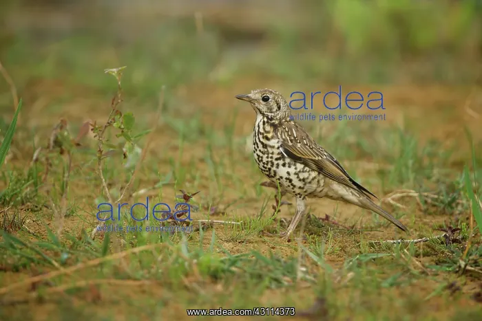  : Mistle Thrush