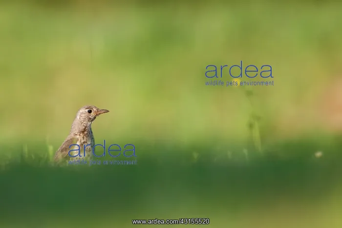 : Mistle Thrush : Mistle Thrush