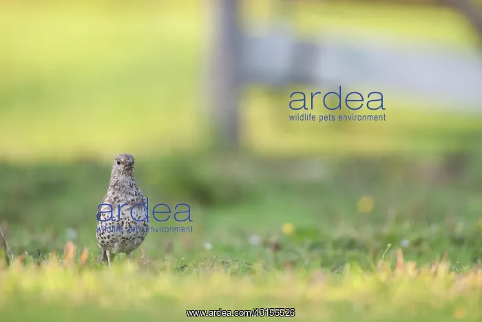 : Mistle Thrush : Mistle Thrush