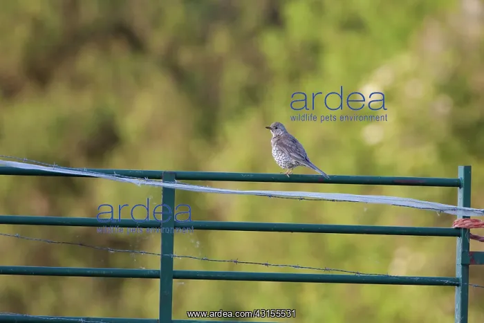 : Mistle Thrush : Mistle Thrush