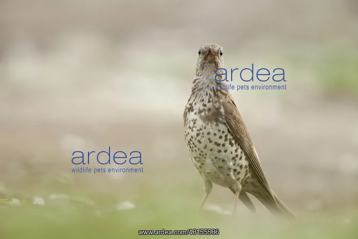 : Mistle Thrush : Mistle Thrush