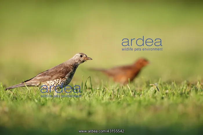 : Mistle Thrush : Mistle Thrush