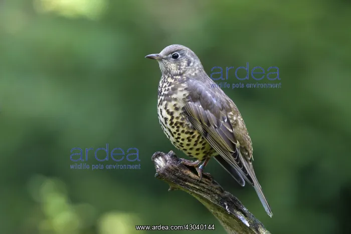  : Mistle Thrush adult