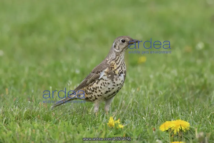 : Mistle Thrush - adult bird on meadow - Germany : Mistle Thrush - adult bird on meadow - Germany