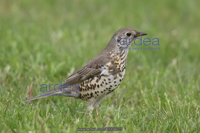 : Mistle Thrush - adult bird on meadow - Germany : Mistle Thrush - adult bird on meadow - Germany