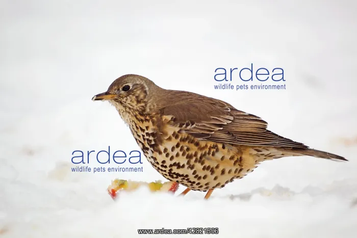: Mistle Thrush - with apple in snow - winter : Mistle Thrush - with apple in snow - winter