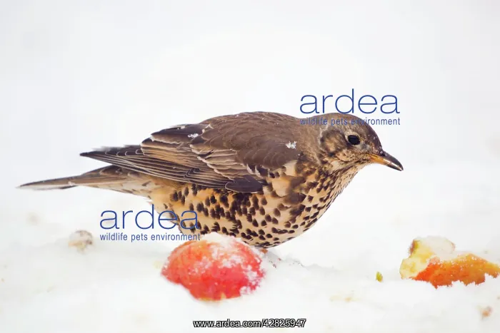 : Mistle Thrush - with apple in snow - winter : Mistle Thrush - with apple in snow - winter