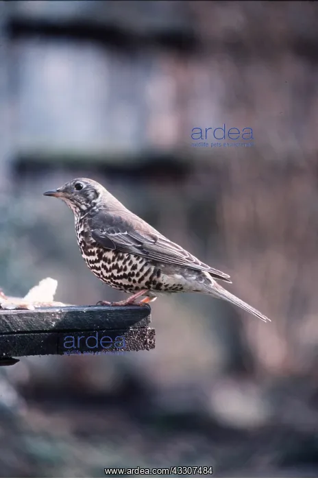 : MISTLE THRUSH - at bird table : MISTLE THRUSH - at bird table