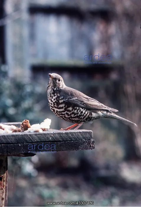 : Mistle THRUSH - at bird table : Mistle THRUSH - at bird table