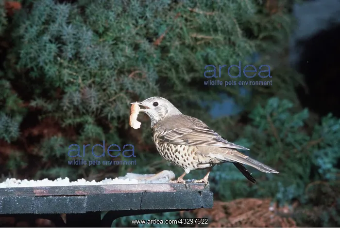 : MISTLE THRUSH - on bird table, with grub in beak : MISTLE THRUSH - on bird table, with grub in beak