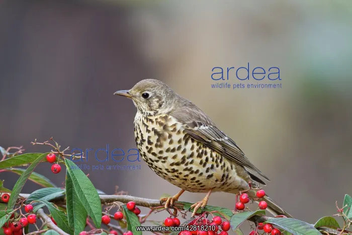 : Mistle Thrush - on cotoneaster : Mistle Thrush - on cotoneaster