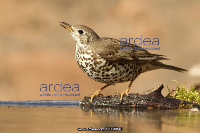 : Mistle Thrush - drinking at pool : Mistle Thrush - drinking at pool