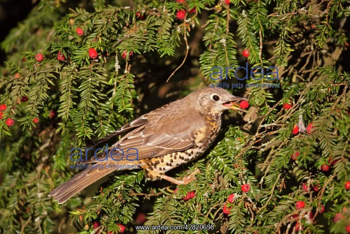 : Mistle Thrush - eating yew berries : Mistle Thrush - eating yew berries