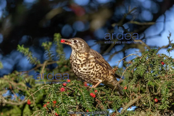 : Mistle Thrush - Eating Yew Berries - UK : Mistle Thrush - Eating Yew Berries - UK