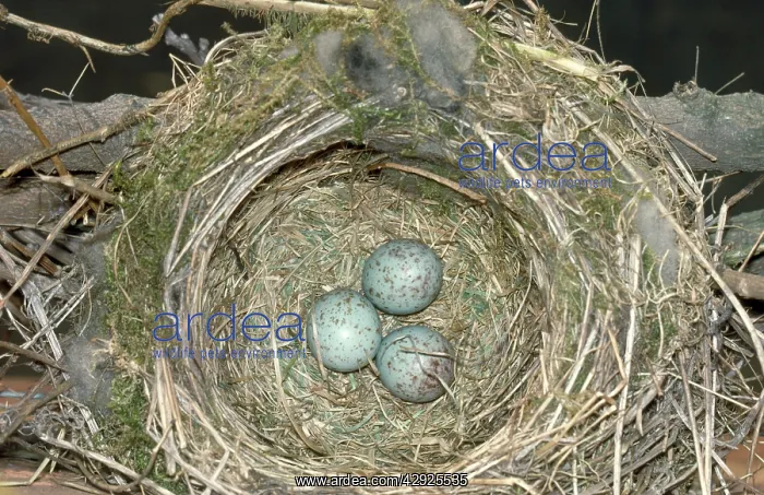 : Mistle Thrush - eggs in nest : Mistle Thrush - eggs in nest