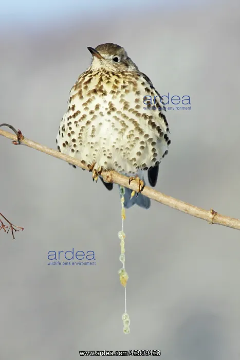 : Mistle Thrush - excreting mistletoe berry seeds : Mistle Thrush - excreting mistletoe berry seeds