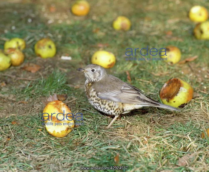 : Mistle Thrush - feeding on apples in winter : Mistle Thrush - feeding on apples in winter