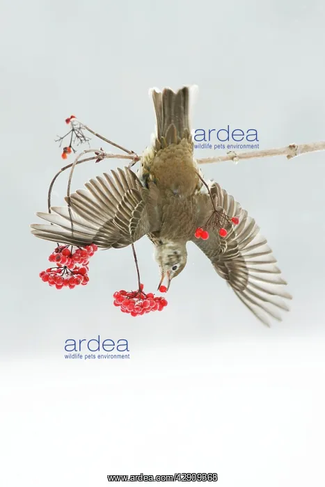 : Mistle Thrush - feeding on Guelder Rose berries, winter : Mistle Thrush - feeding on Guelder Rose berries, winter