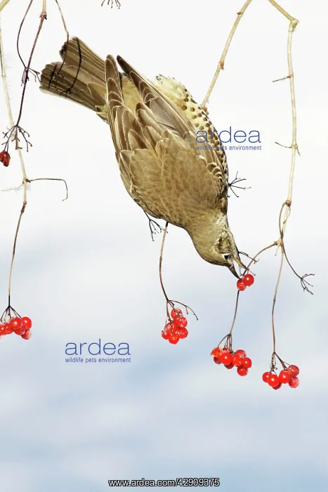 : Mistle Thrush - feeding on Guelder Rose berries, winter : Mistle Thrush - feeding on Guelder Rose berries, winter