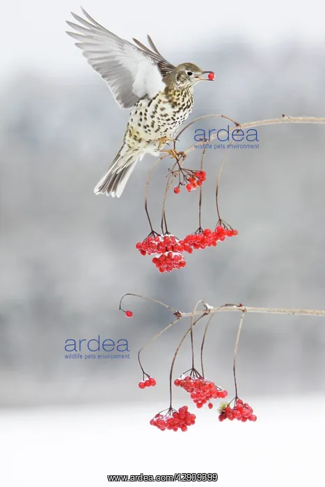 : Mistle Thrush - feeding on Guelder Rose berries, winter : Mistle Thrush - feeding on Guelder Rose berries, winter