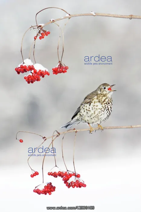 : Mistle Thrush - feeding on Guelder Rose berries, winter : Mistle Thrush - feeding on Guelder Rose berries, winter