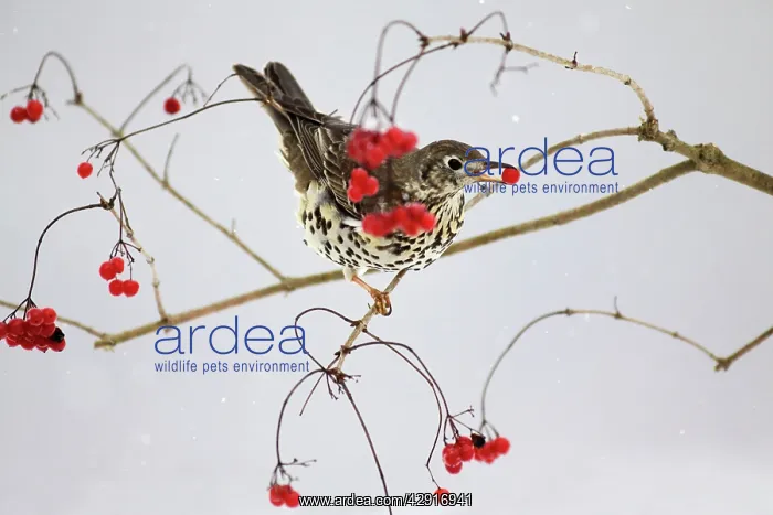 : Mistle Thrush - feeding on Guelder Rose berries in winter : Mistle Thrush - feeding on Guelder Rose berries in winter