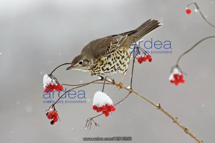 : Mistle Thrush - feeding on Guelder Rose berries in winter : Mistle Thrush - feeding on Guelder Rose berries in winter