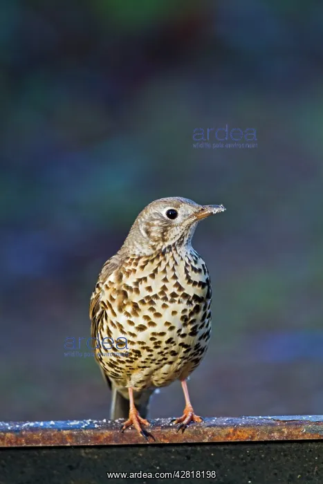 : Mistle Thrush - on fence : Mistle Thrush - on fence