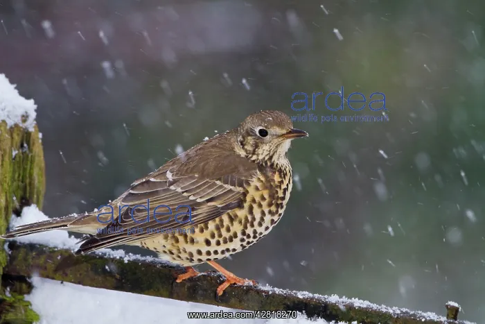 : Mistle Thrush - on gate in falling snow : Mistle Thrush - on gate in falling snow