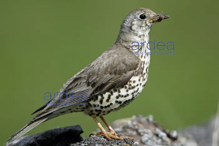 : Mistle Thrush - With grub in beak : Mistle Thrush - With grub in beak
