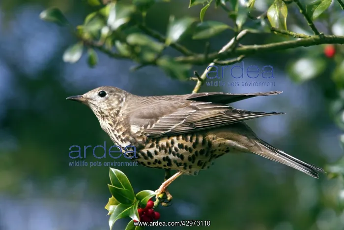 : Mistle Thrush - in Holly Tree : Mistle Thrush - in Holly Tree