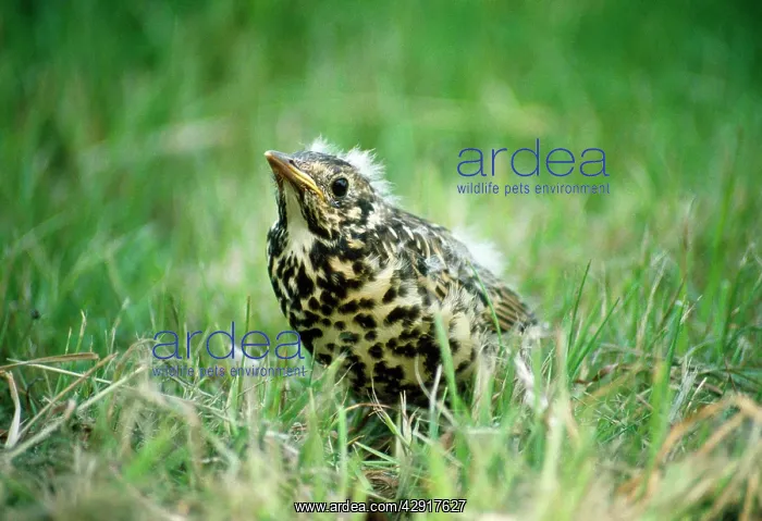 : Mistle THRUSH - juvenile in grass : Mistle THRUSH - juvenile in grass