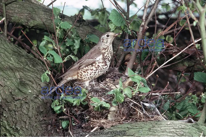 : MISTLE THRUSH - on nest : MISTLE THRUSH - on nest