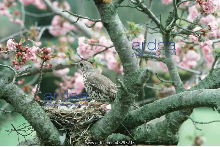 : MISTLE THRUSH - at nest with chicks, in tree with blossom : MISTLE THRUSH - at nest with chicks, in tree with blossom