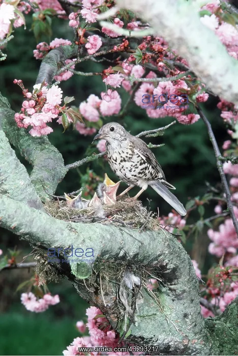 : MISTLE THRUSH - at nest with chicks and tree blossom : MISTLE THRUSH - at nest with chicks and tree blossom
