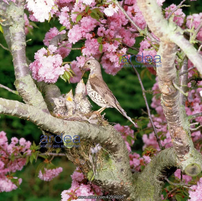 : Mistle Thrush - at nest feeding young : Mistle Thrush - at nest feeding young