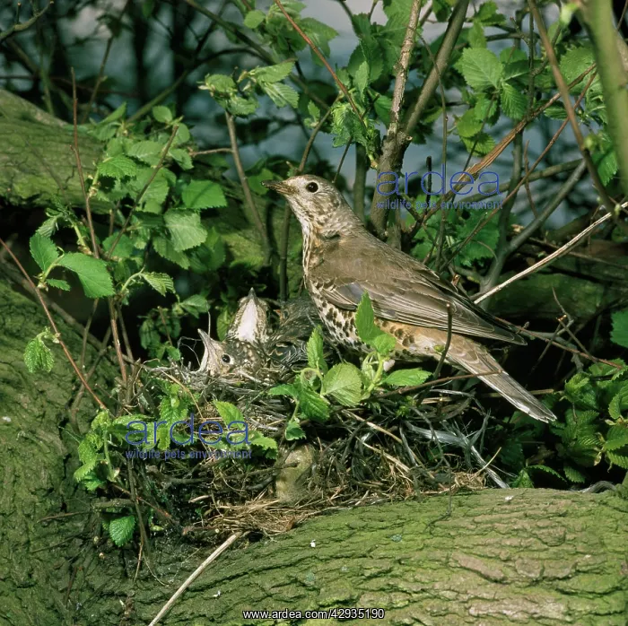 : Mistle Thrush - at nest with young : Mistle Thrush - at nest with young