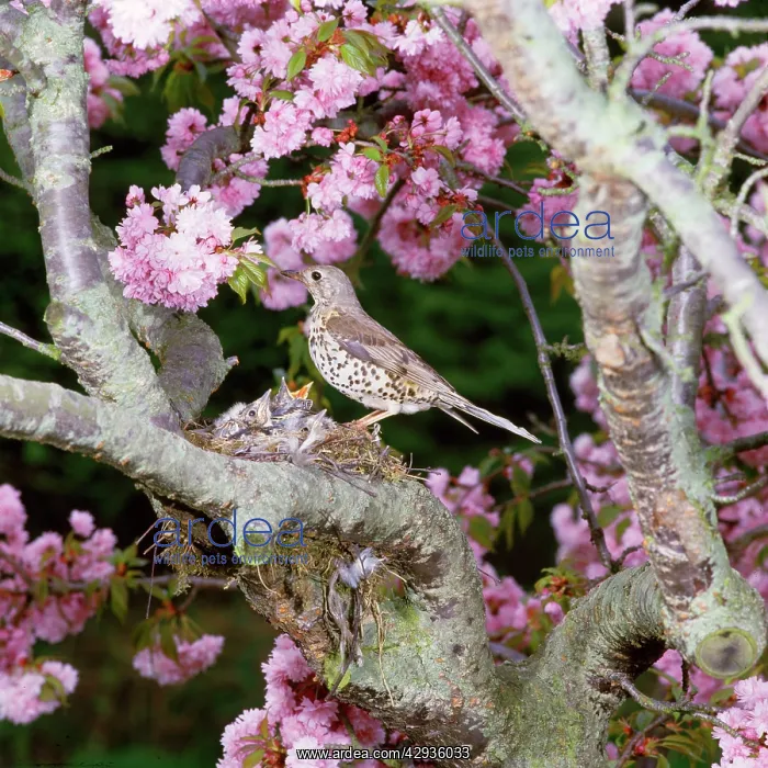 : Mistle Thrush - at nest with young : Mistle Thrush - at nest with young